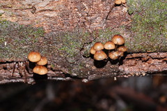 Mycena mulawaestris