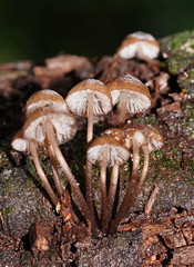 Mycena mulawaestris