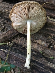 Pluteus petasatus