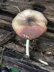 Pluteus petasatus