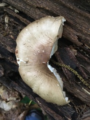 Pluteus petasatus