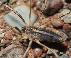 Odiellus troguloides