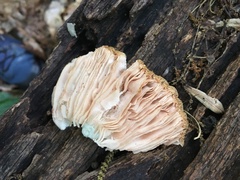 Pluteus petasatus