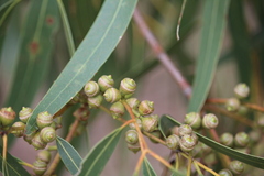 Eucalyptus viminalis cygnetensis
