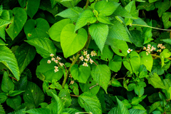 Laportea peduncularis latidens