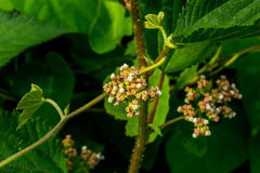 Laportea peduncularis latidens