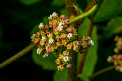 Laportea peduncularis latidens