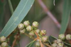 Eucalyptus viminalis cygnetensis