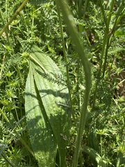 Plantago lanceolata