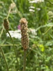 Plantago lanceolata