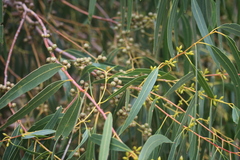 Eucalyptus viminalis cygnetensis