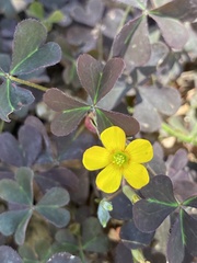 Oxalis corniculata