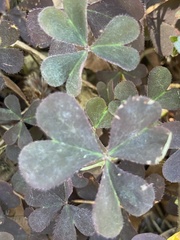 Oxalis corniculata