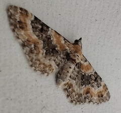 Eupithecia pulchellata