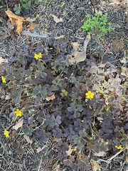 Oxalis corniculata