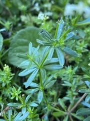Galium