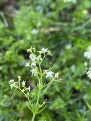 Galium
