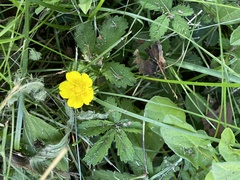 Potentilla reptans