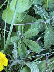 Potentilla reptans
