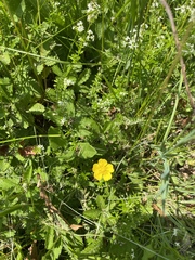 Potentilla reptans