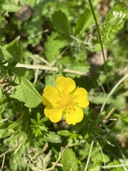 Potentilla reptans