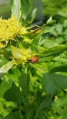Harmonia axyridis