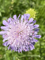 Knautia arvensis