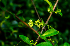 Putterlickia verrucosa