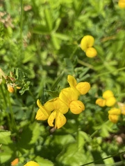 Lotus corniculatus