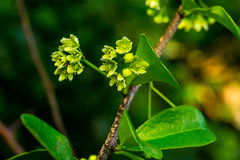 Putterlickia verrucosa
