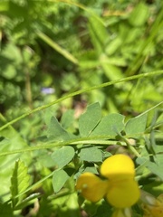 Lotus corniculatus