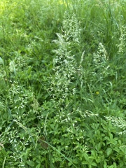 Arrhenatherum elatius