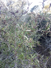 Brachylaena discolor