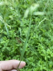 Arrhenatherum elatius