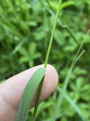 Arrhenatherum elatius