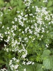 Galium