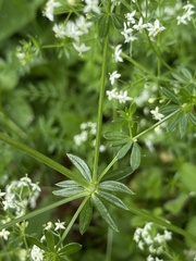 Galium