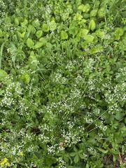 Galium