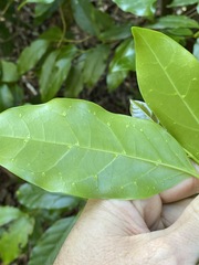 Pennantia cunninghamii