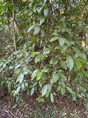 Pennantia cunninghamii