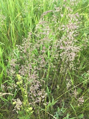Poa angustifolia
