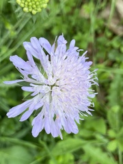 Knautia arvensis