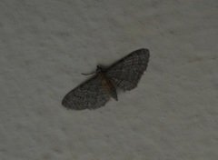 Eupithecia haworthiata