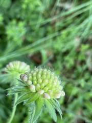 Knautia arvensis