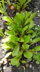Beta vulgaris vulgaris