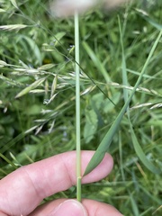 Arrhenatherum elatius