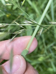 Arrhenatherum elatius