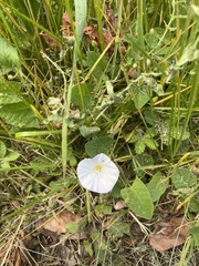 Convolvulus arvensis