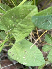 Convolvulus arvensis