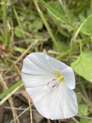 Convolvulus arvensis